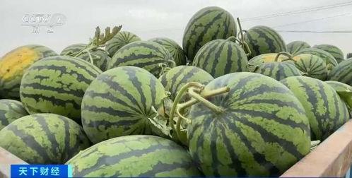 安义吃瓜,探寻地方特色美食之旅