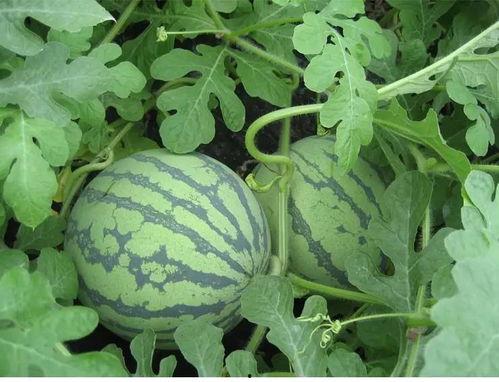 花叶吃瓜后续,揭秘神秘瓜果背后的秘密