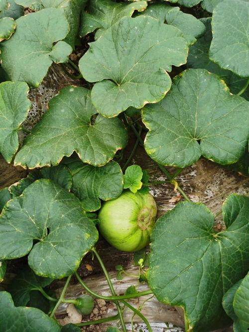 花叶吃瓜后续,揭秘神秘瓜果背后的秘密