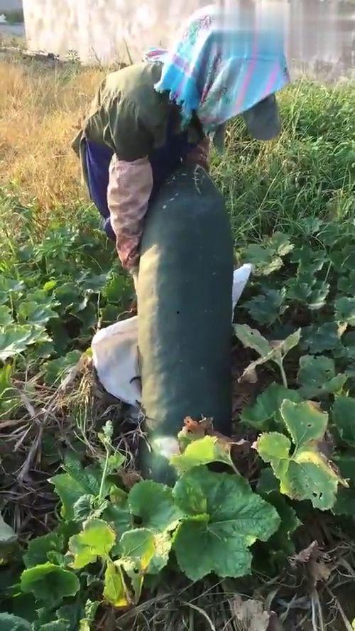 直播吃烂瓜,揭秘网络直播的另类娱乐现象