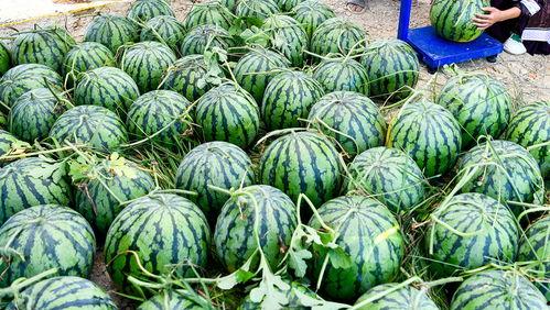 吃瓜要吃全瓜吗,揭秘“吃瓜要吃全瓜”的深层含义与生活启示