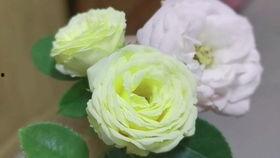 吃兔子瓜削皮吗,兔子瓜削皮技巧与食用指南