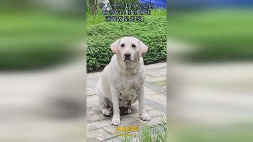 吃瓜咬人的猹,揭秘网络恶搞背后的真相