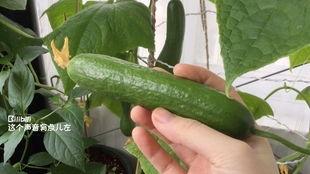 女子梦见摘葫芦瓜吃瓜