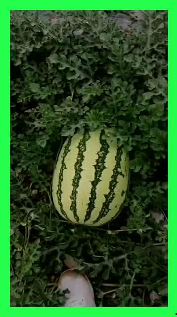 燕云吃瓜基地,揭秘网络热点的幕后故事