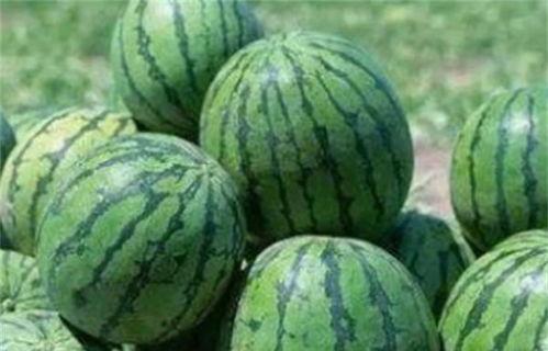 吃瓜甜吗,甜蜜口感背后的科学原理