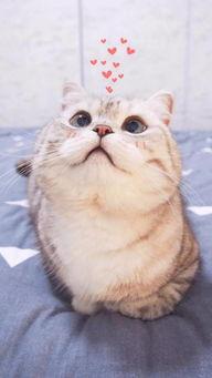 吃瓜吃芥末的猫图片可爱