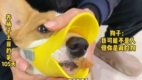 兽设吃瓜,揭秘动物界的趣味八卦