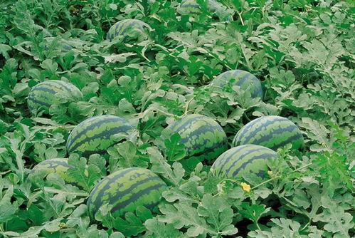 大学操场吃瓜图片,校园生活趣味盎然