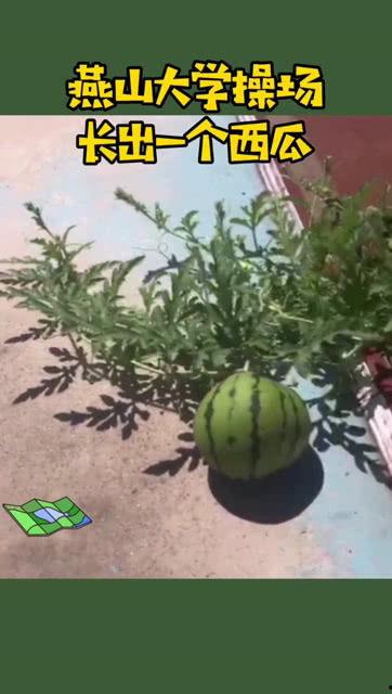 大学操场吃瓜图片,校园生活趣味盎然