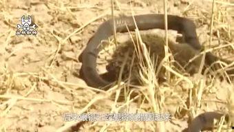 刺猬吃瓜群众,刺猬视角下的瓜田众生相