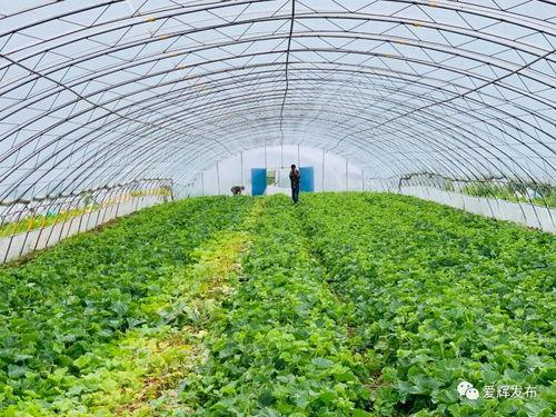 吃瓜群众的瓜长啥样,一场全民参与的舆论盛宴