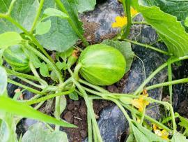 吃瓜群众的瓜长啥样,一场全民参与的舆论盛宴