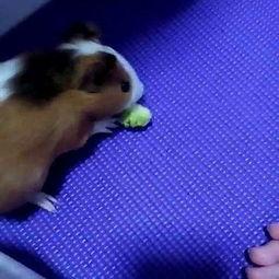 兔子吃不吃捧瓜,探究兔子是否喜爱捧瓜的奥秘