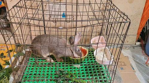 兔子吃不吃捧瓜,探究兔子是否喜爱捧瓜的奥秘