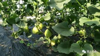 微公益吃瓜照片,见证爱心与欢乐的瞬间