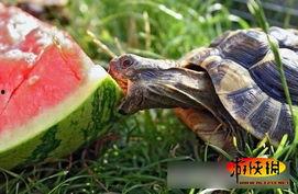 吃瓜的动物叫瓜什么,揭秘吃瓜动物的瓜名之谜