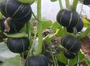 栗子吃星星瓜,一场奇幻的味蕾冒险