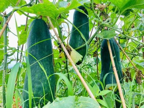 吃的最劲爆的瓜