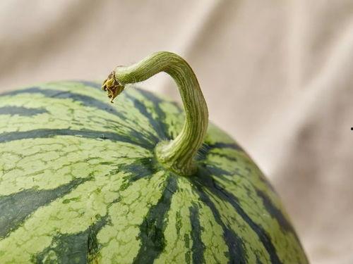 上海多人运动吃瓜,见证全民健身新风尚