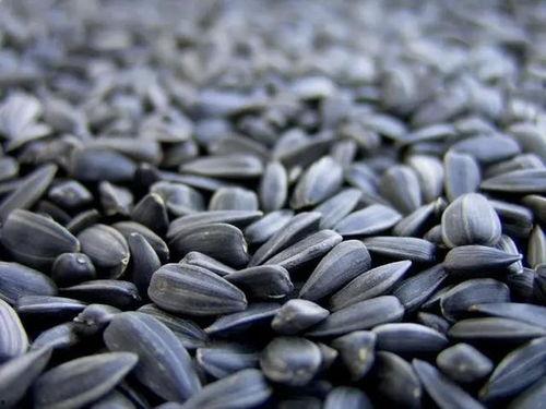 卖酒瓜子吃瓜,品味生活，尽享休闲时光