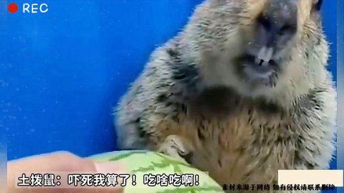 吃瓜土拨鼠,揭秘娱乐圈幕后趣闻