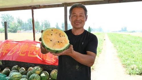 伊犁吃瓜新闻视频最新,揭秘当地特色美食背后的故事