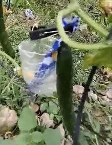 伊犁吃瓜新闻视频最新,揭秘当地特色美食背后的故事