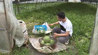 吃瓜落地,揭秘吃瓜背后的故事与启示