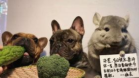 榆次阿呆吃瓜,揭秘民间趣味生活