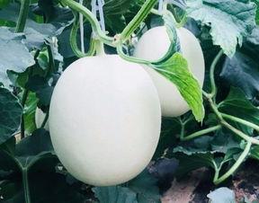 空调房吃瓜文案,瓜果飘香乐无边