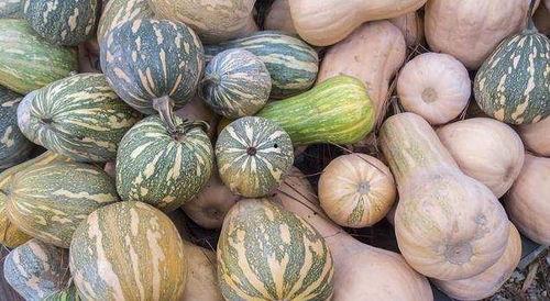 夏天宜吃哪些瓜