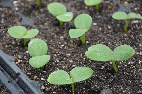 瓜发芽还可以吃吗,还能安全食用吗？揭秘真相