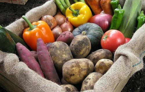 贝贝瓜天天吃行吗,健康生活每一天