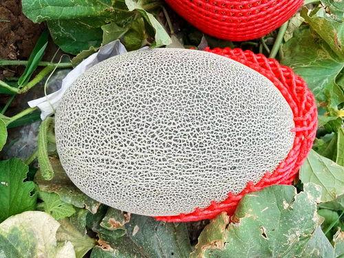 天天吃瓜真有趣,天天吃瓜，乐趣无穷